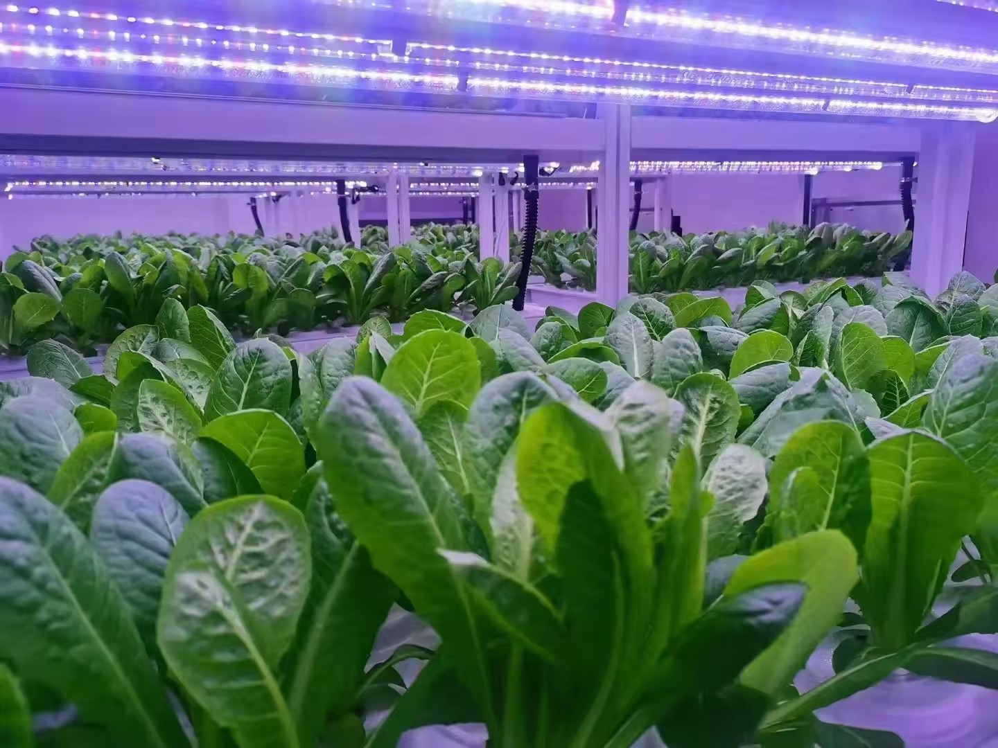 อุปกรณ์การเกษตรในโรงเรือนเพาะเ - Farming Agriculture Equipment บทวิจารณ์และราคา
